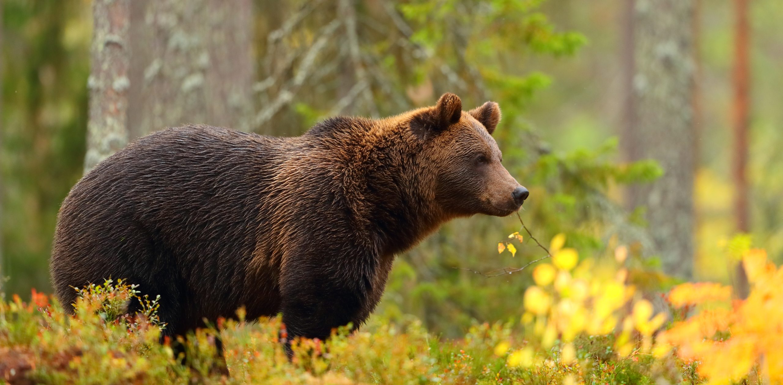 Le sérum d’hibernation : la potion magique de l’ours