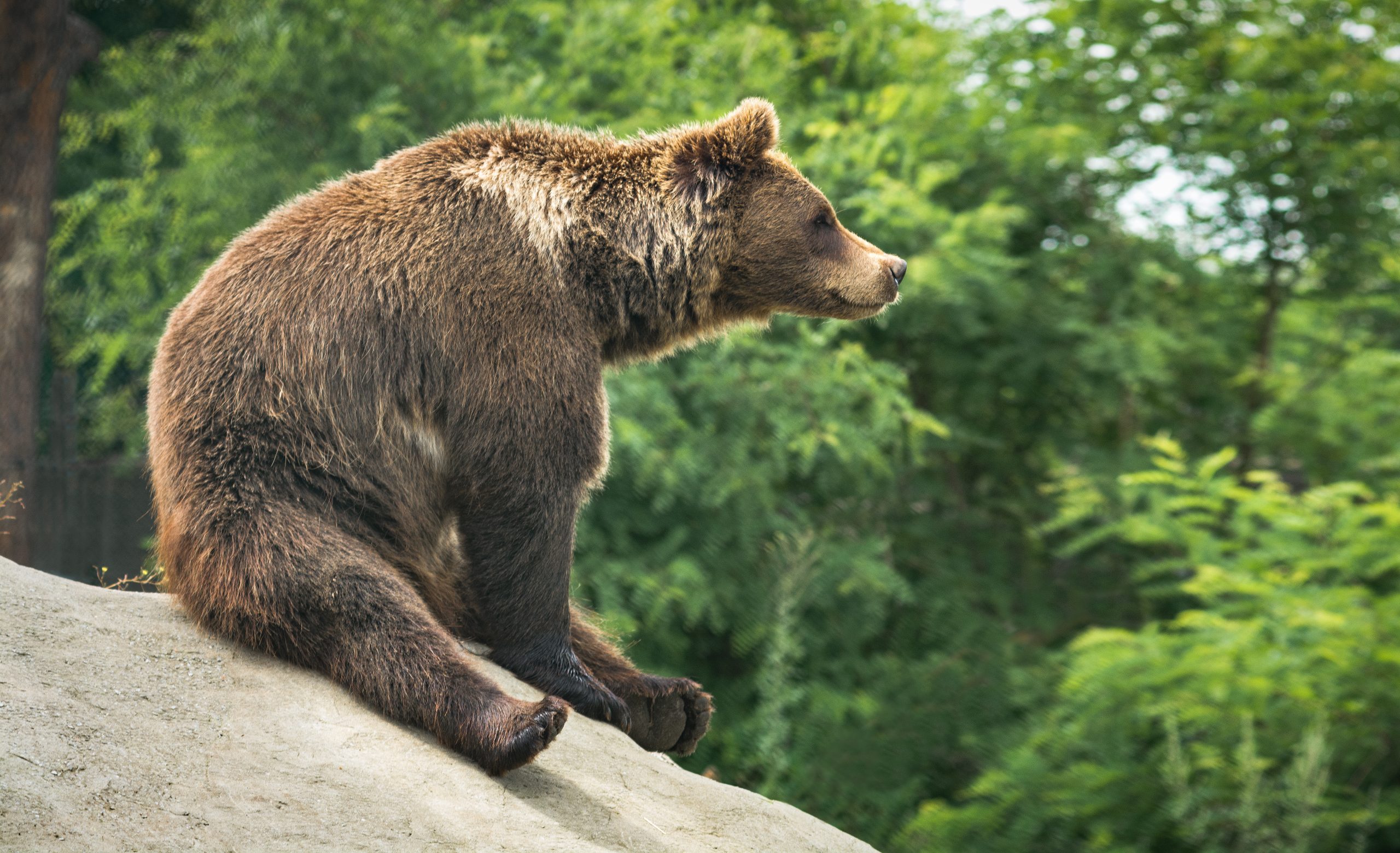 Le mystère de l’ours qui ne perd pas ses muscles