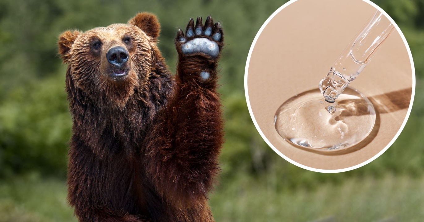 Le « sérum d’ours » : la découverte choc qui pourrait révolutionner la santé musculaire humaine !