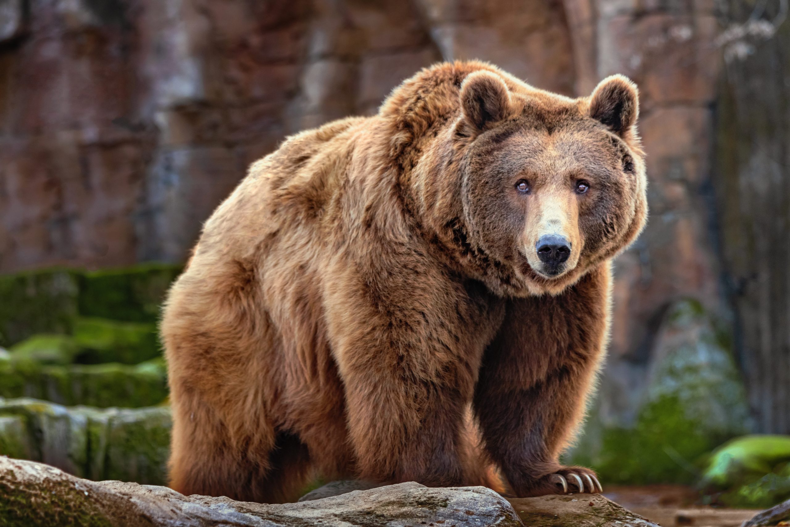 L’ours, nouvel espoir de la médecine humaine