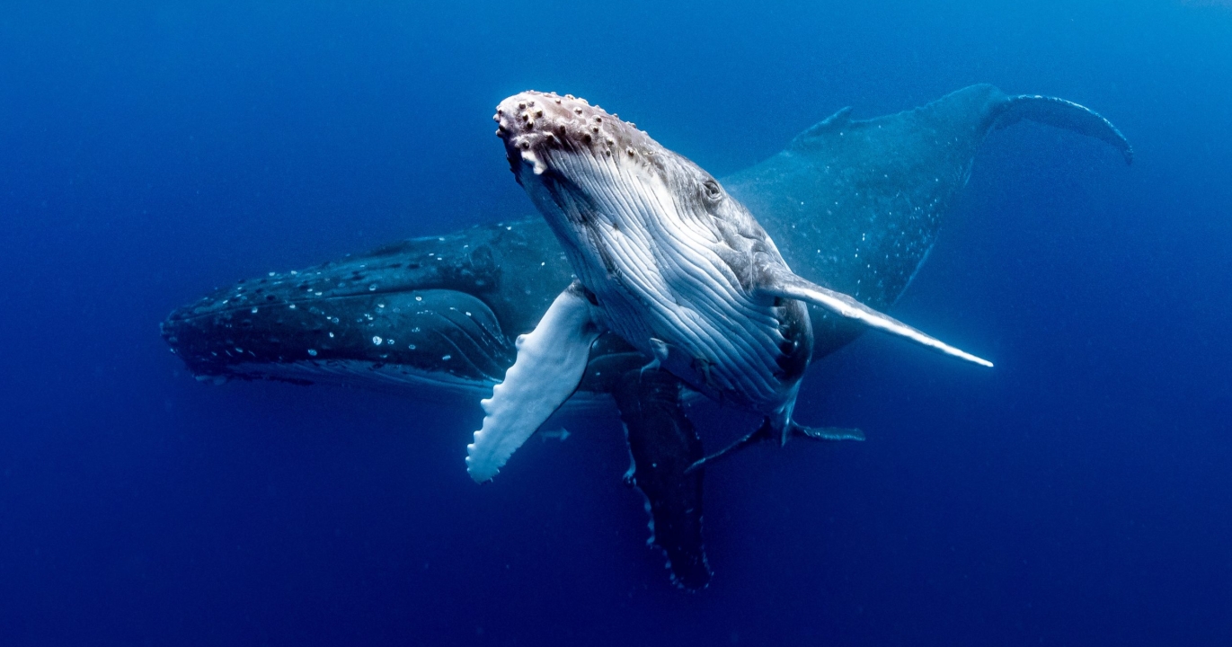 Parler cachalot ? Comment l’IA et la science pourraient offrir des droits juridiques aux baleines !