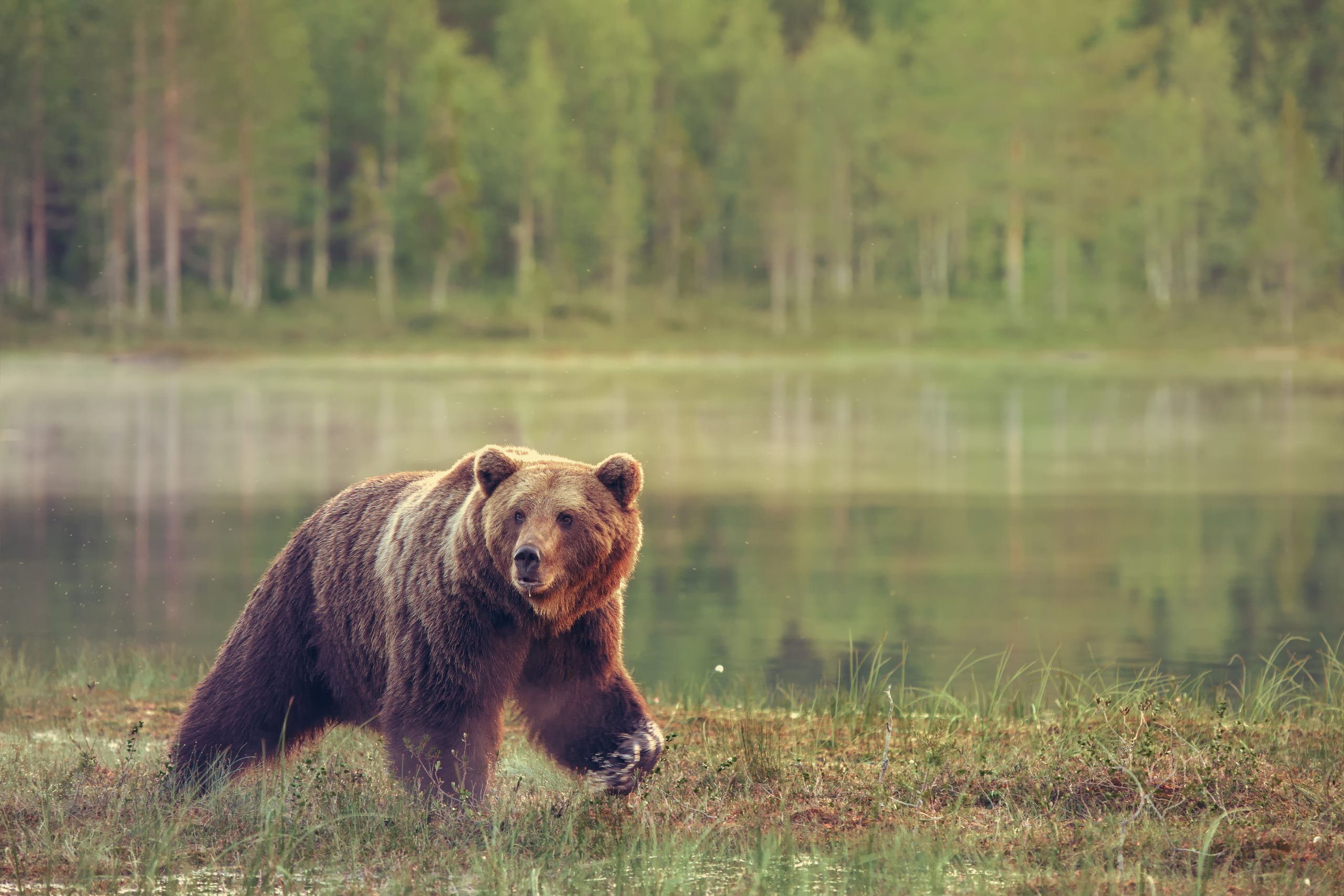 Un effet unique à l’hibernation
