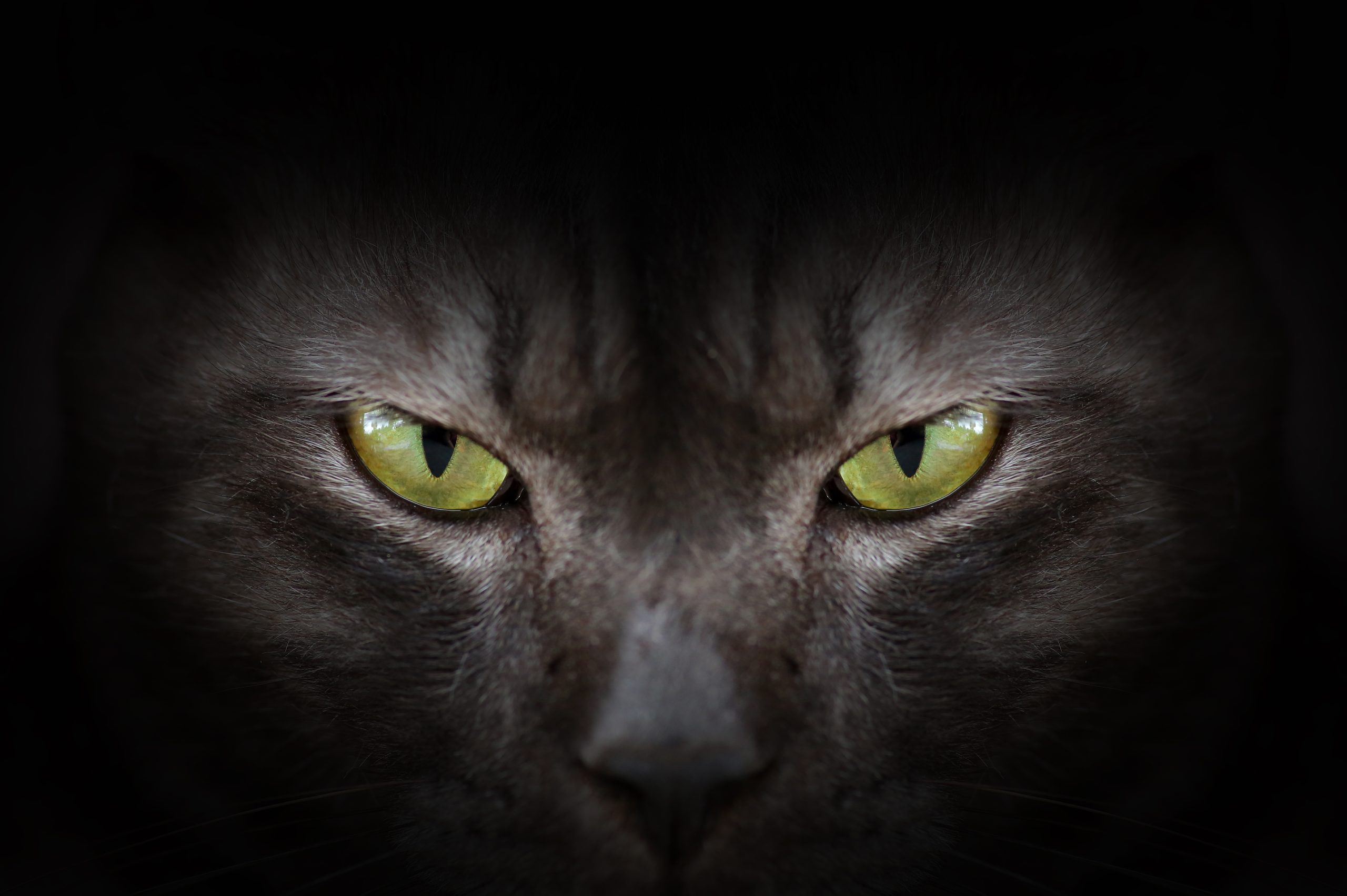 Chaque Chat a sa Personnalité