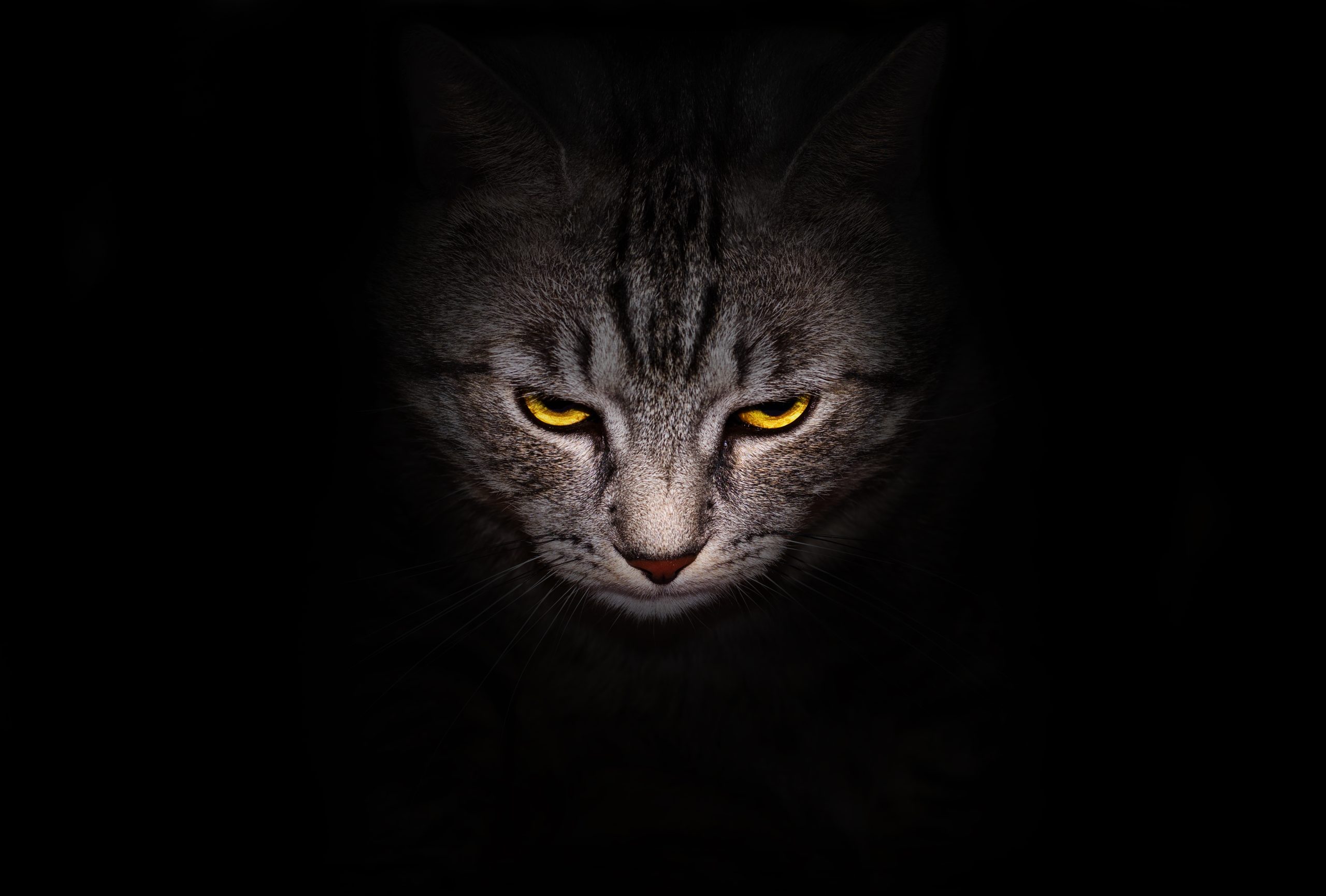 Conclusion : Votre Chat N’est Pas un Psychopathe… Juste un Félin Extraordinaire