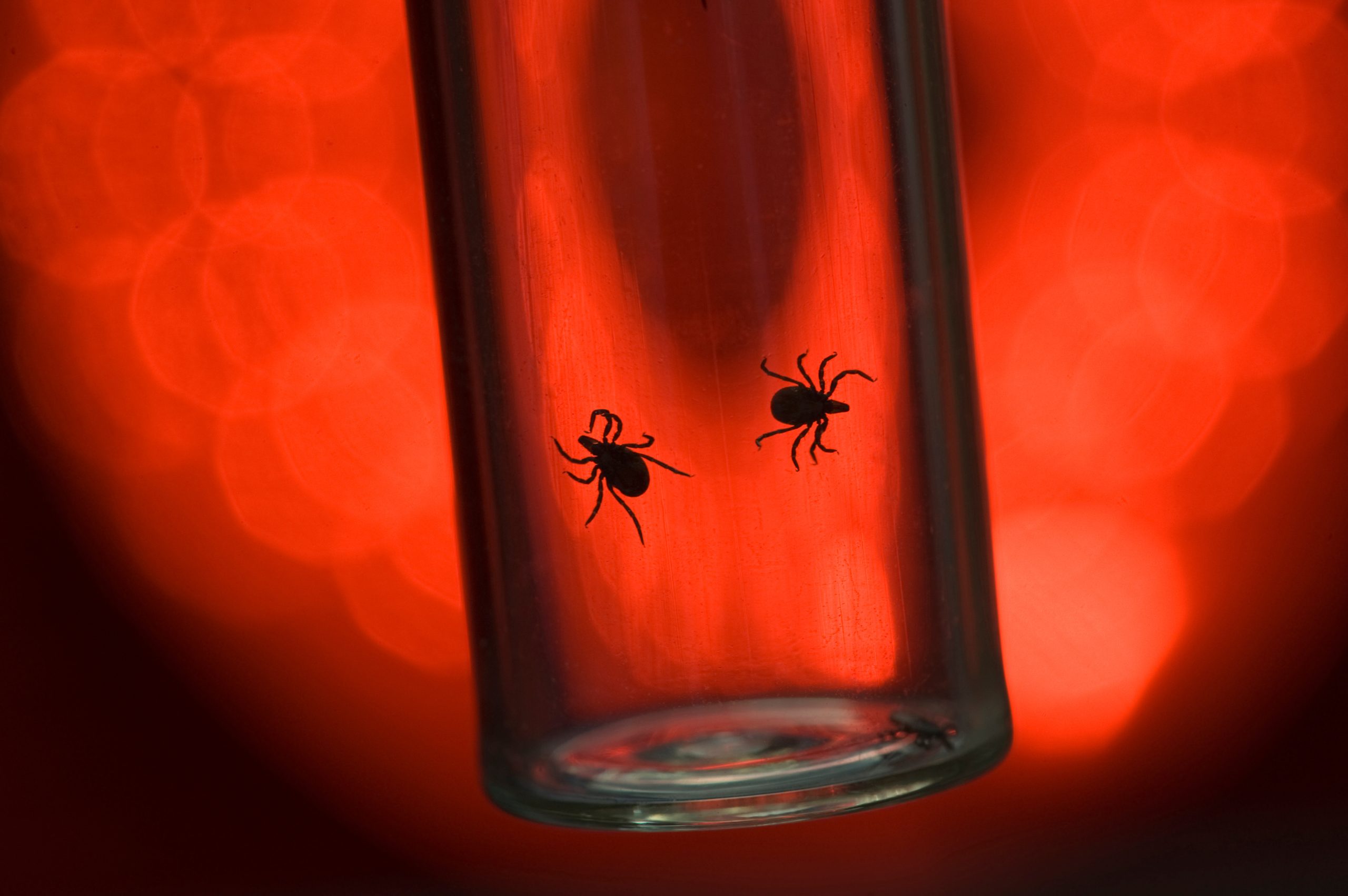 Une recrudescence inquiétante de la maladie de Lyme attendue au Québec en 2025