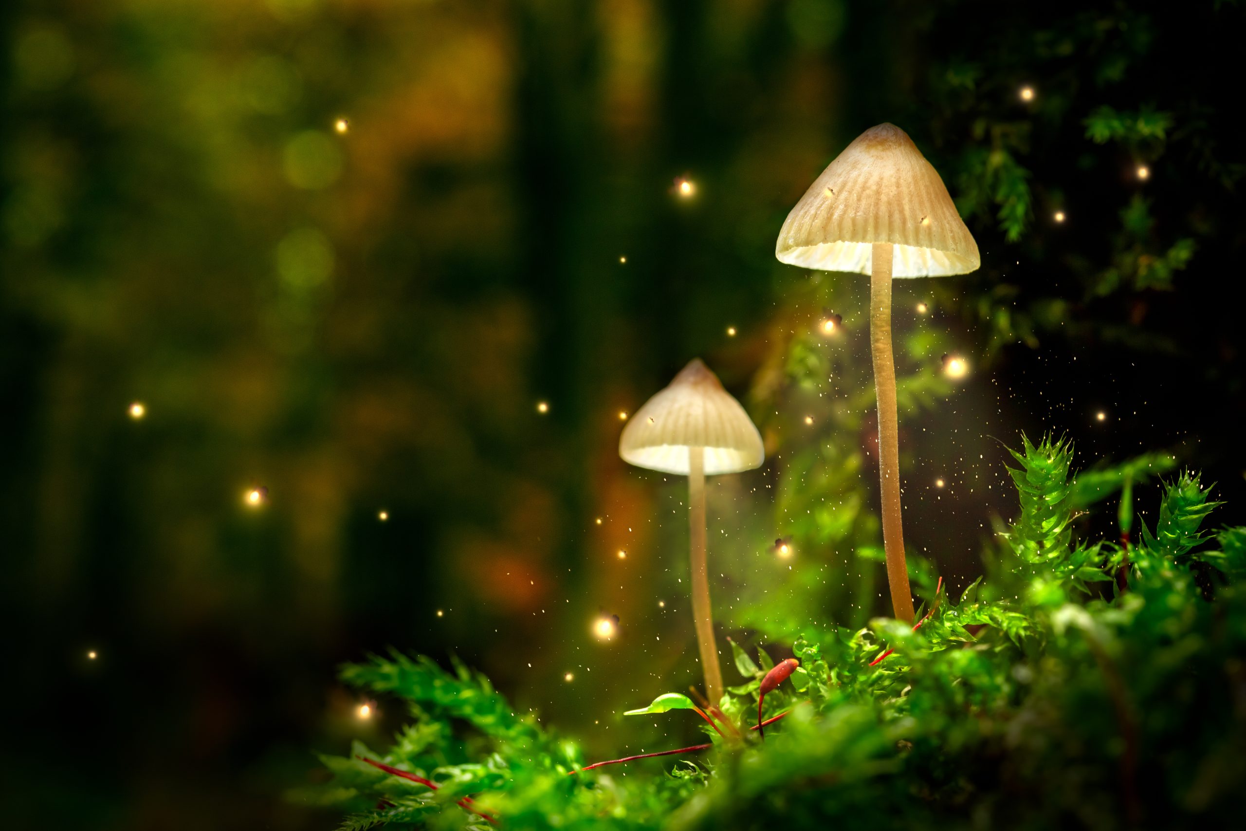 Une stratégie de survie lumineuse