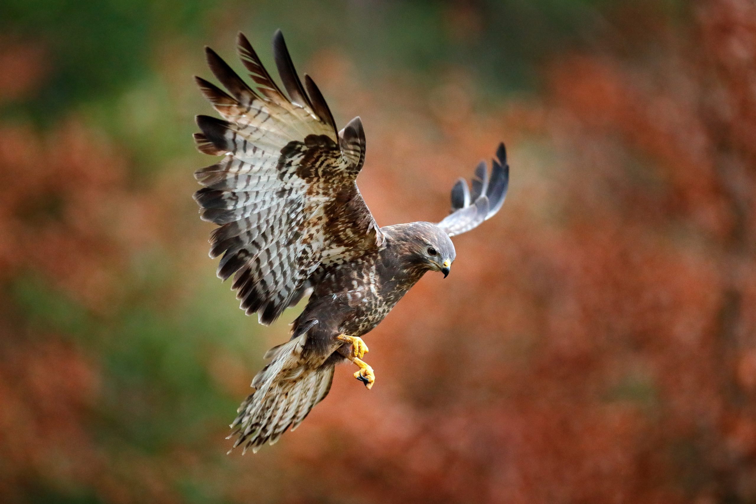 Conclusion : Quand la nature inspire la technologie