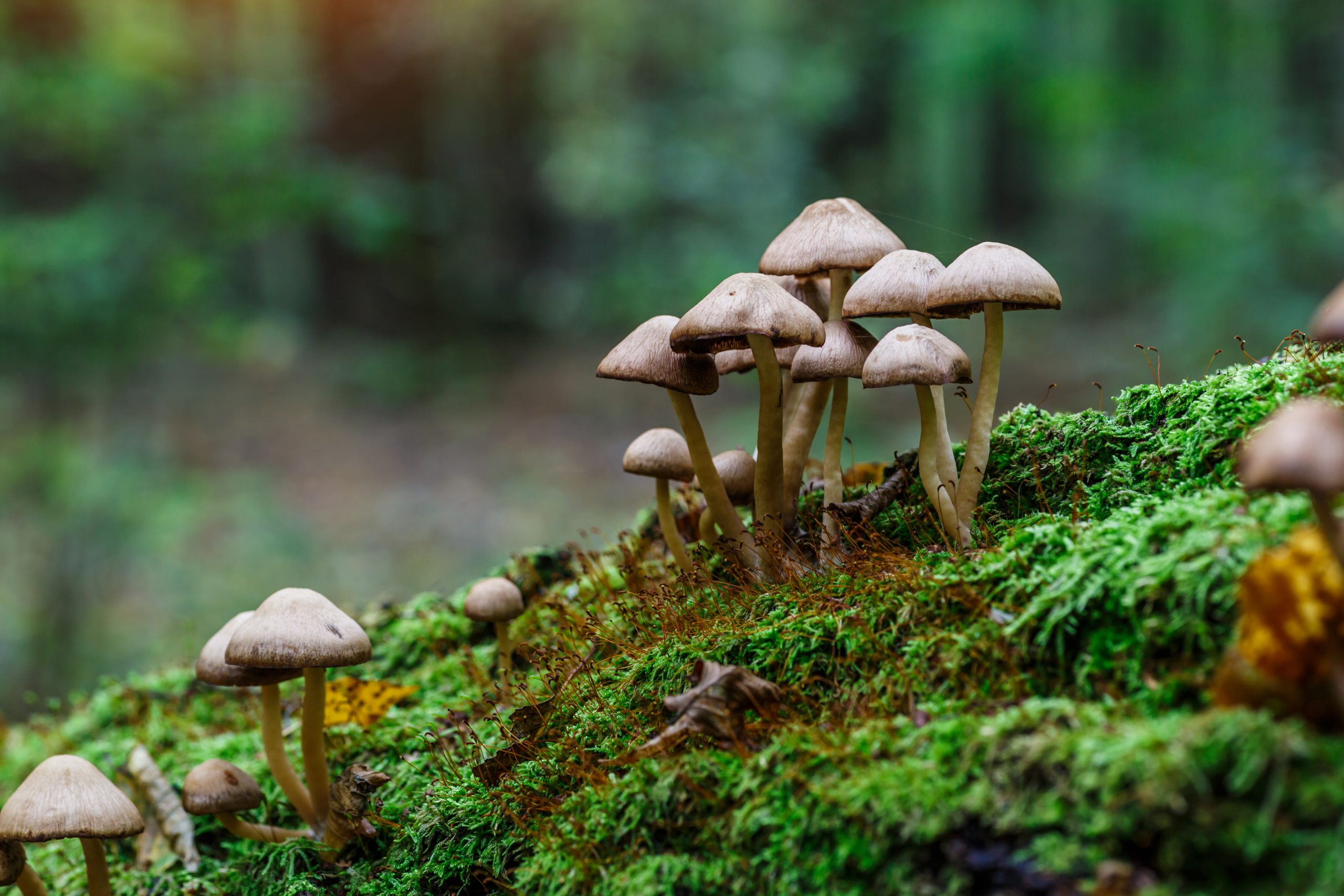 Une découverte qui éclaire la biodiversité brésilienne