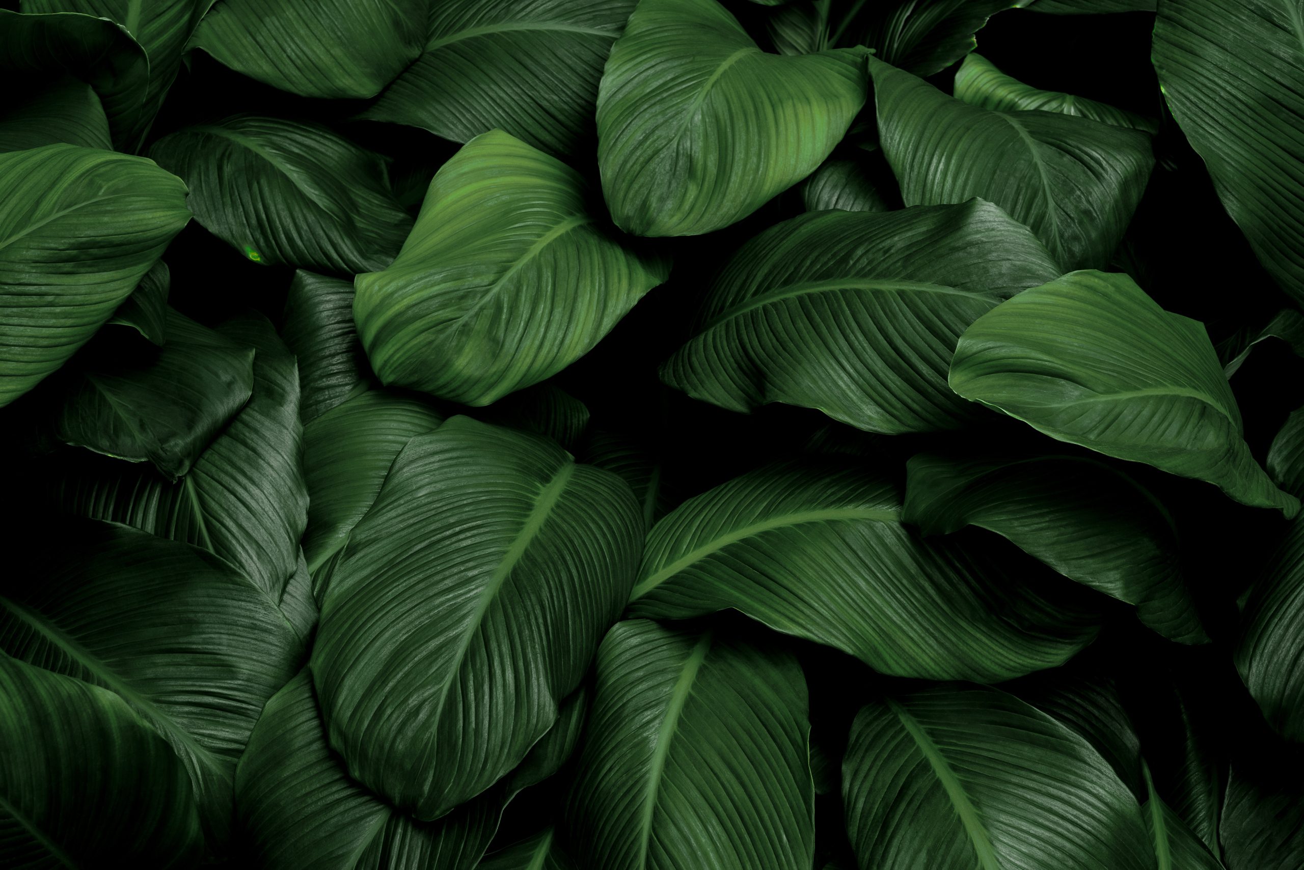Un modèle de résilience et d’innovation naturelle