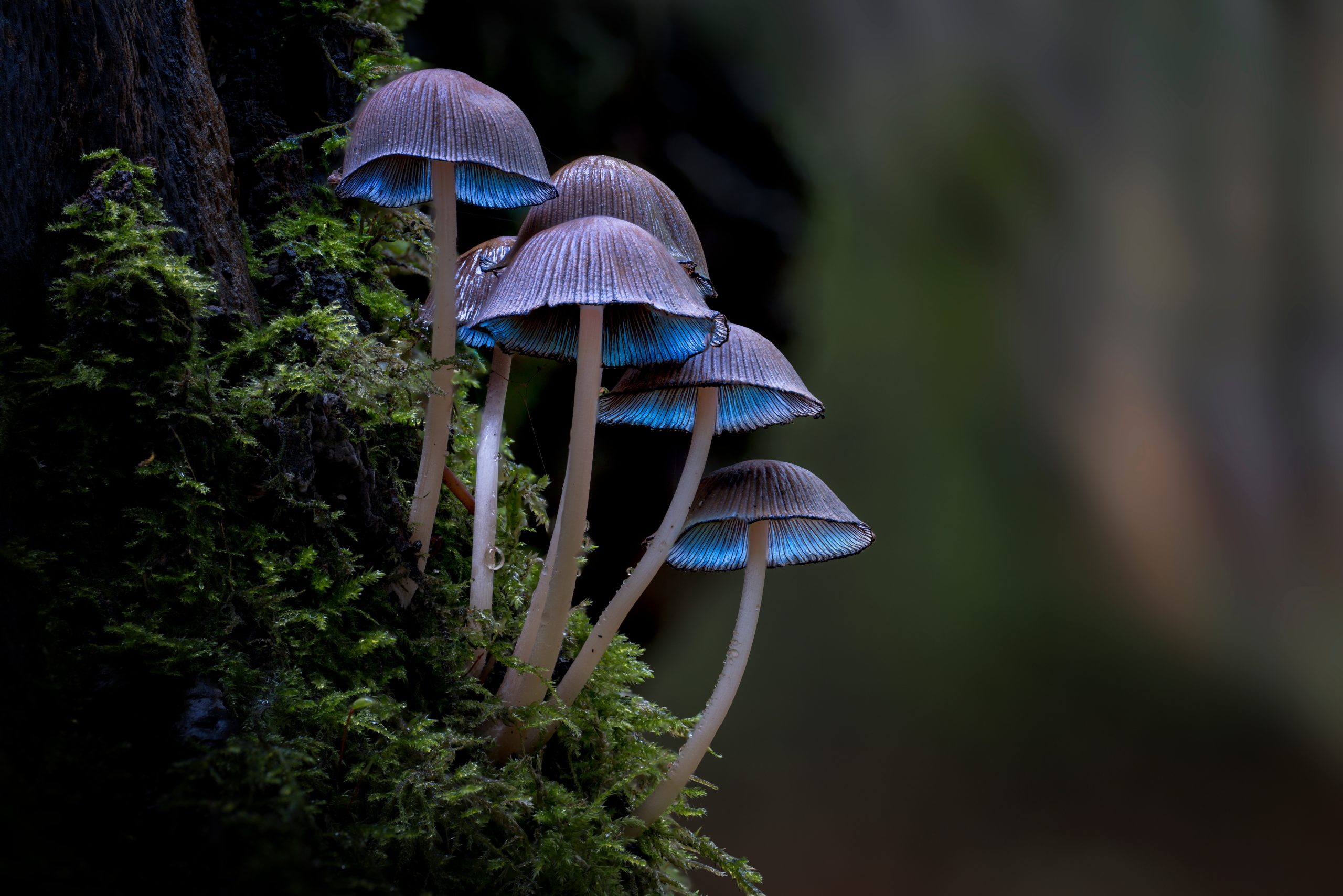 Conclusion : Quand la nature s’illumine au rythme des astres