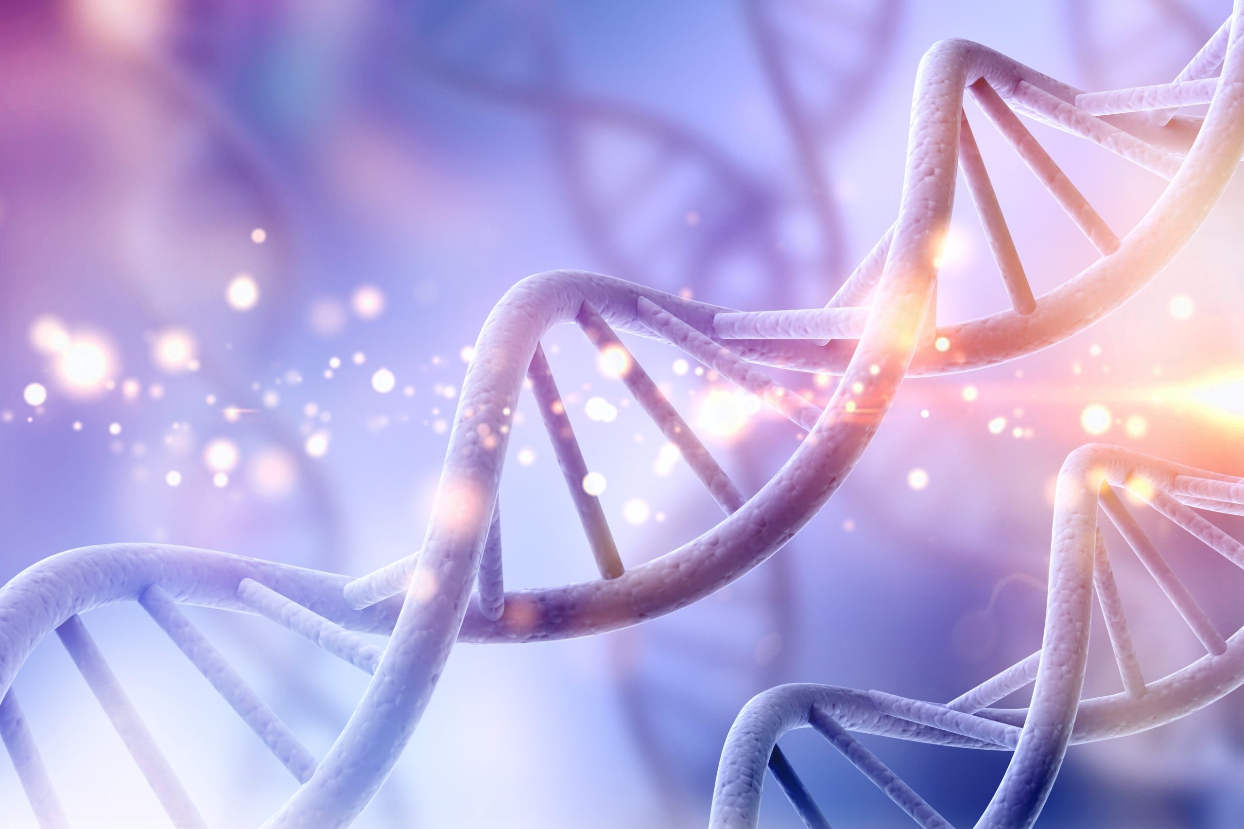 Au-delà de la simple copie : un chromosome repensé et optimisé