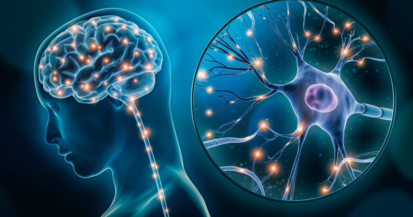 De quel pourcentage de notre cerveau avons-nous besoin pour être fonctionnel ?