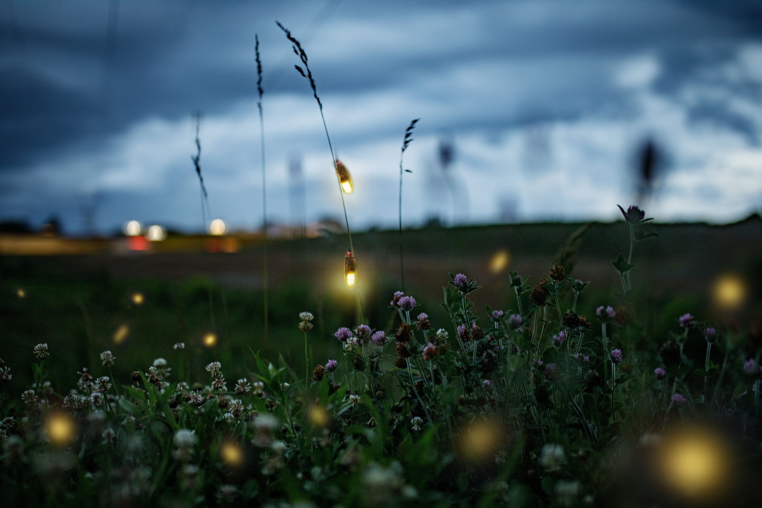 Conclusion : préservons la magie des nuits lumineuses
