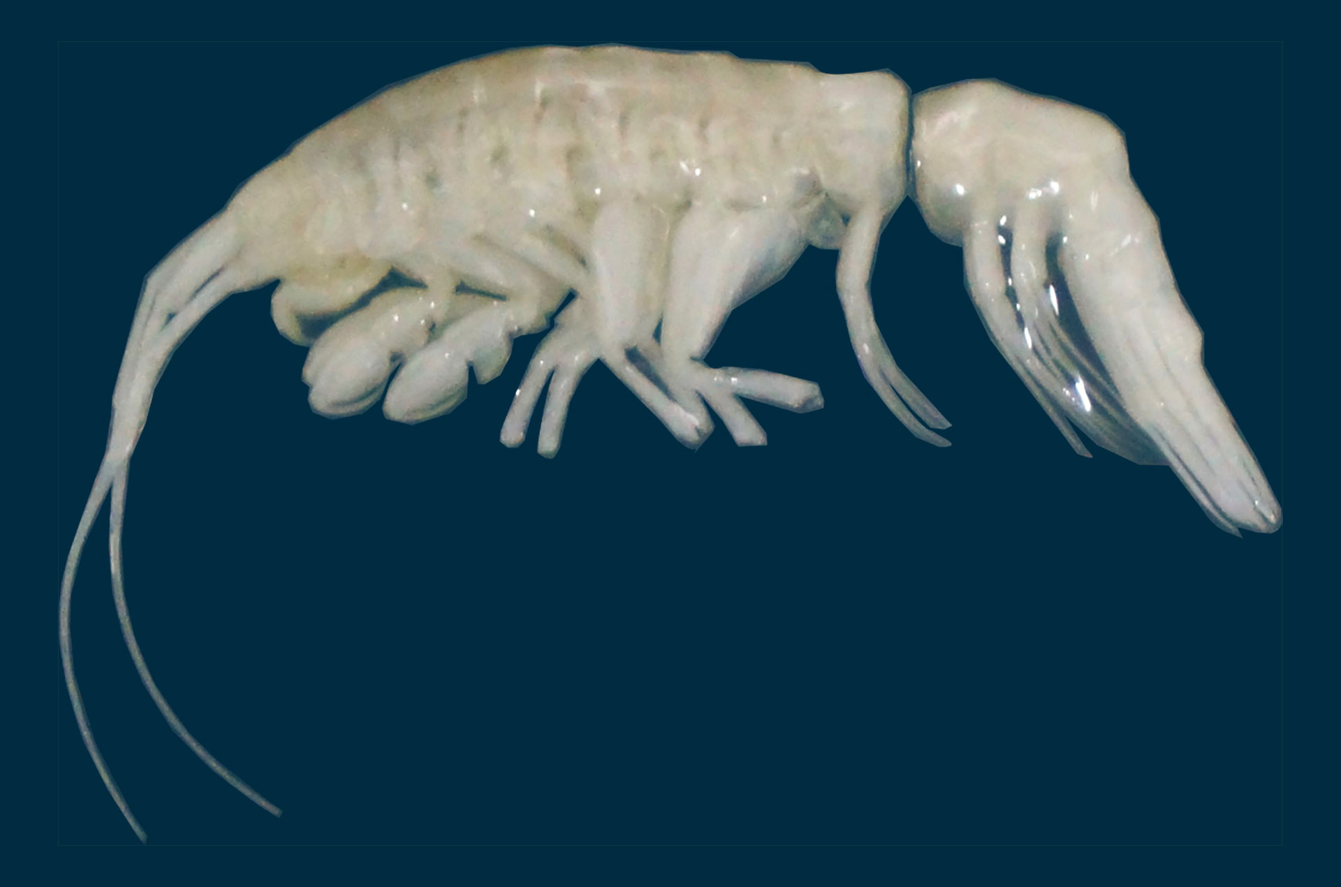 Un prédateur extraterrestre dévoilé : la créature fantomatique des abysses de la fosse d’Atacama