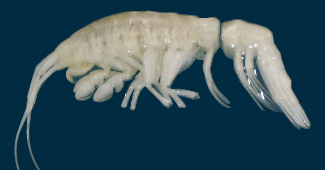 Un prédateur extraterrestre dévoilé : la créature fantomatique des abysses de la fosse d’Atacama