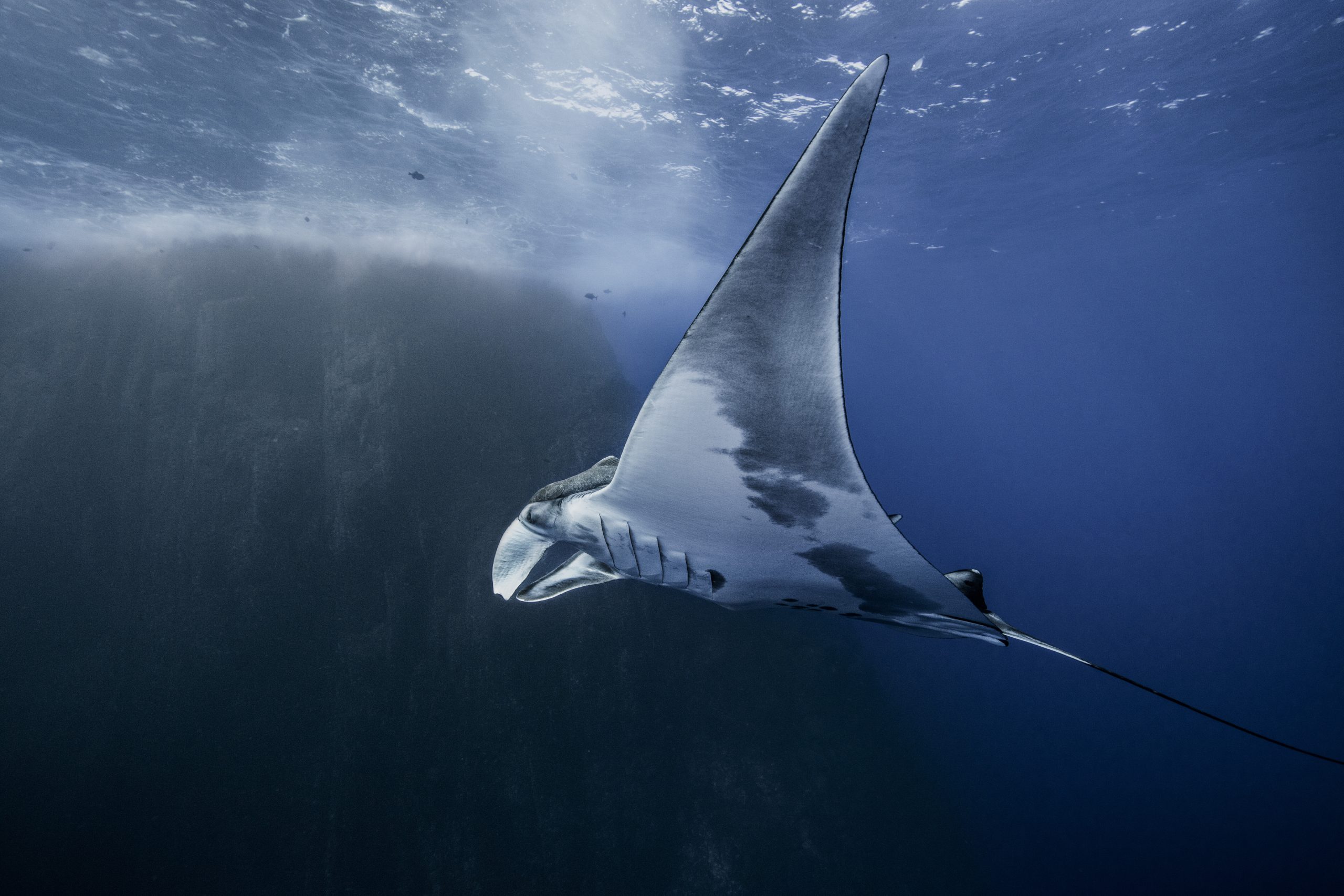 Des scientifiques chinois révolutionnent la technologie des drones sous-marins avec le modèle de la nature : la raie manta