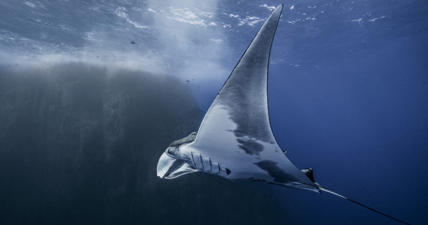 Des scientifiques chinois révolutionnent la technologie des drones sous-marins avec le modèle de la nature : la raie manta