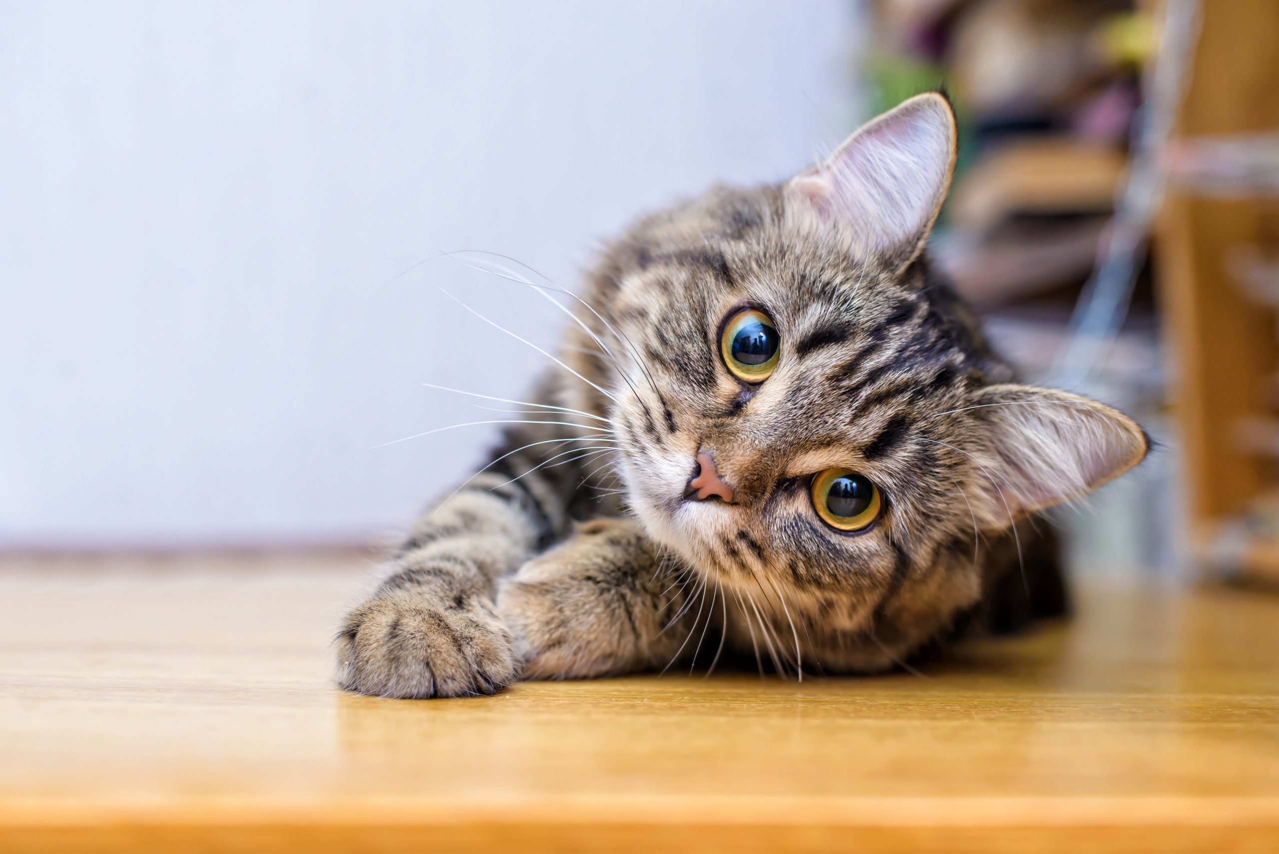 La meilleure manière de communiquer avec un chat selon la science