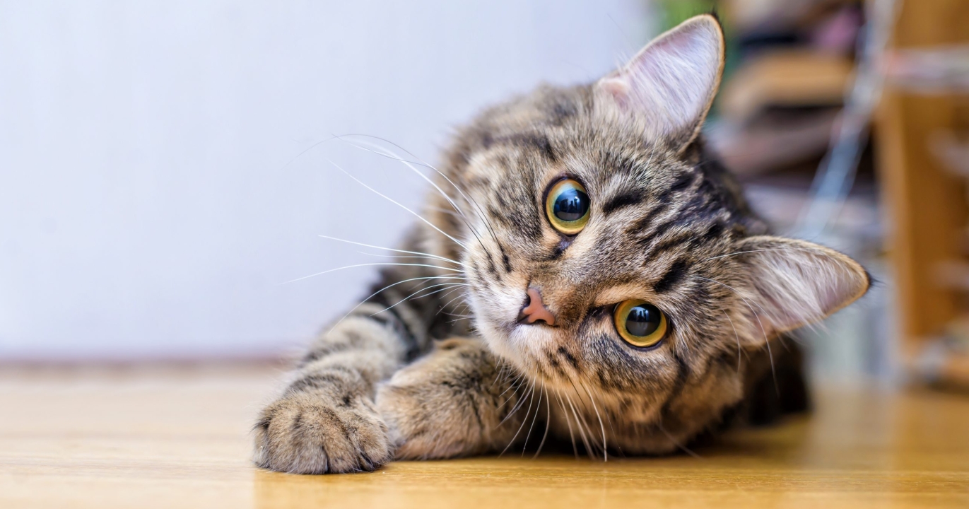 La meilleure manière de communiquer avec un chat selon la science