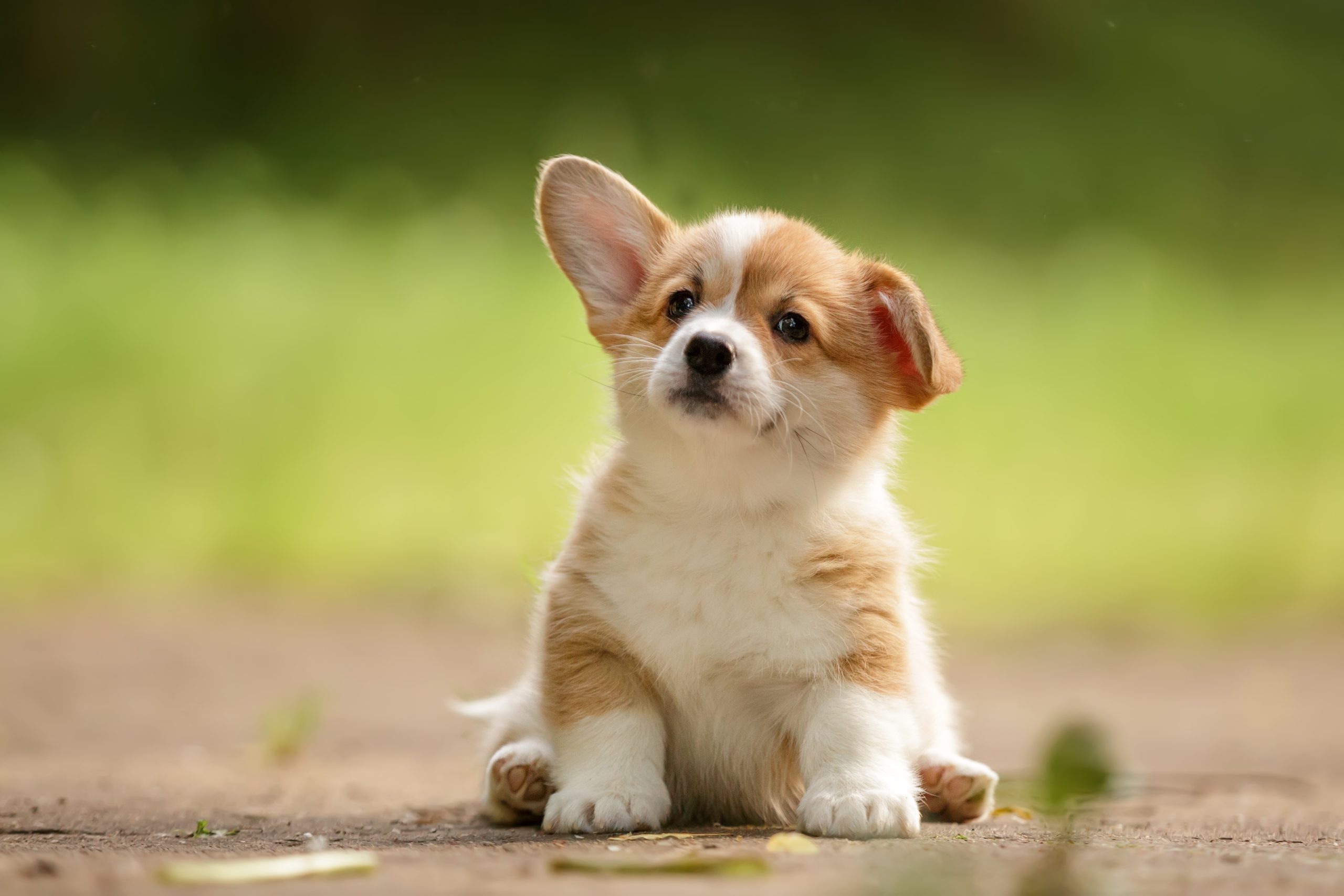Choc scientifique : les IRM prouvent que les chiens aiment leurs maîtres plus que la nourriture… et même plus que leurs congénères