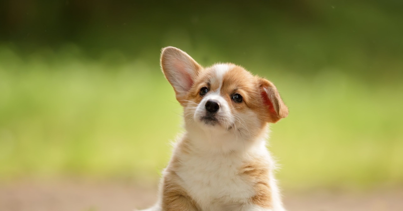 Choc scientifique : les IRM prouvent que les chiens aiment leurs maîtres plus que la nourriture… et même plus que leurs congénères