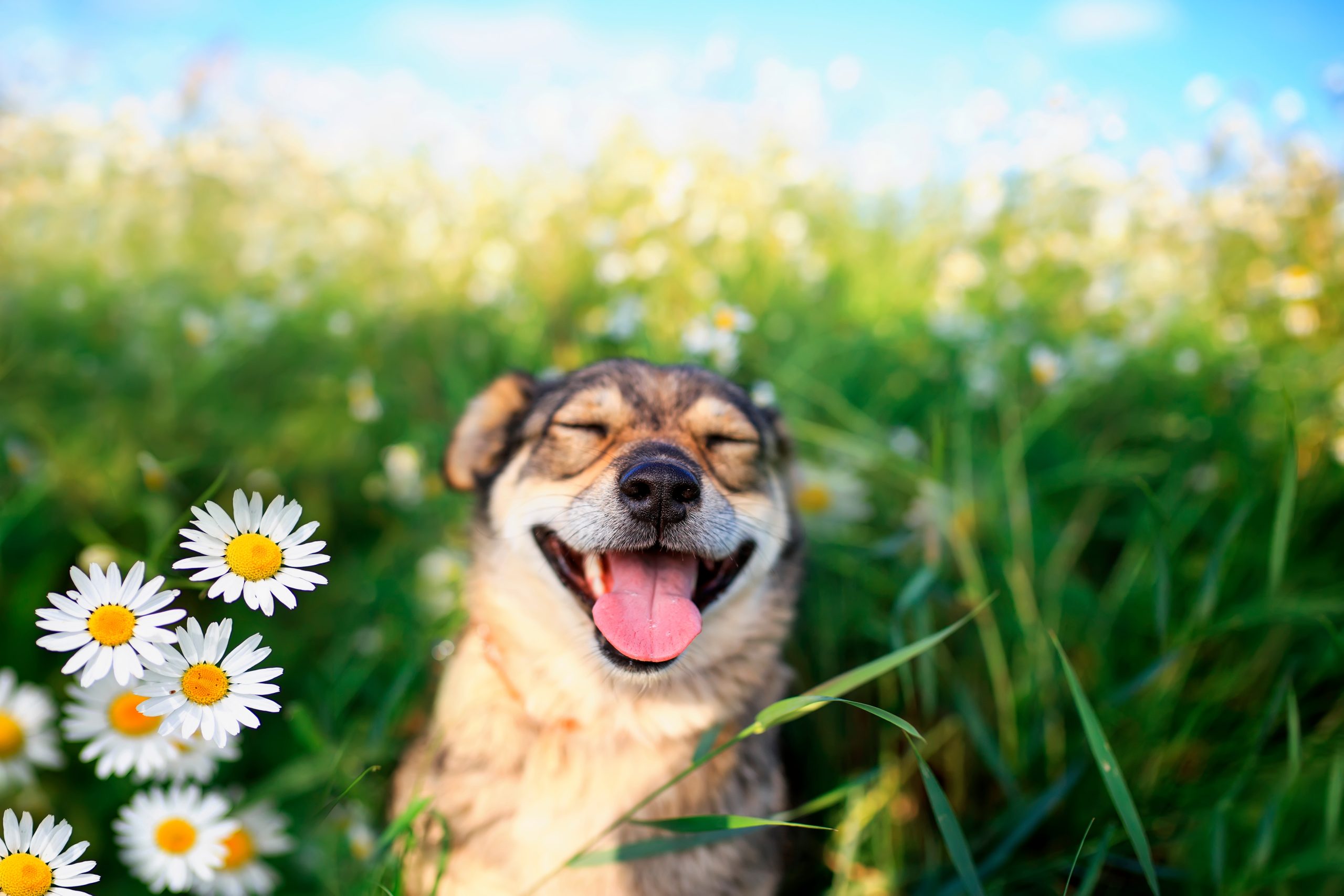 Pourquoi l’homme et le chien sont inséparables