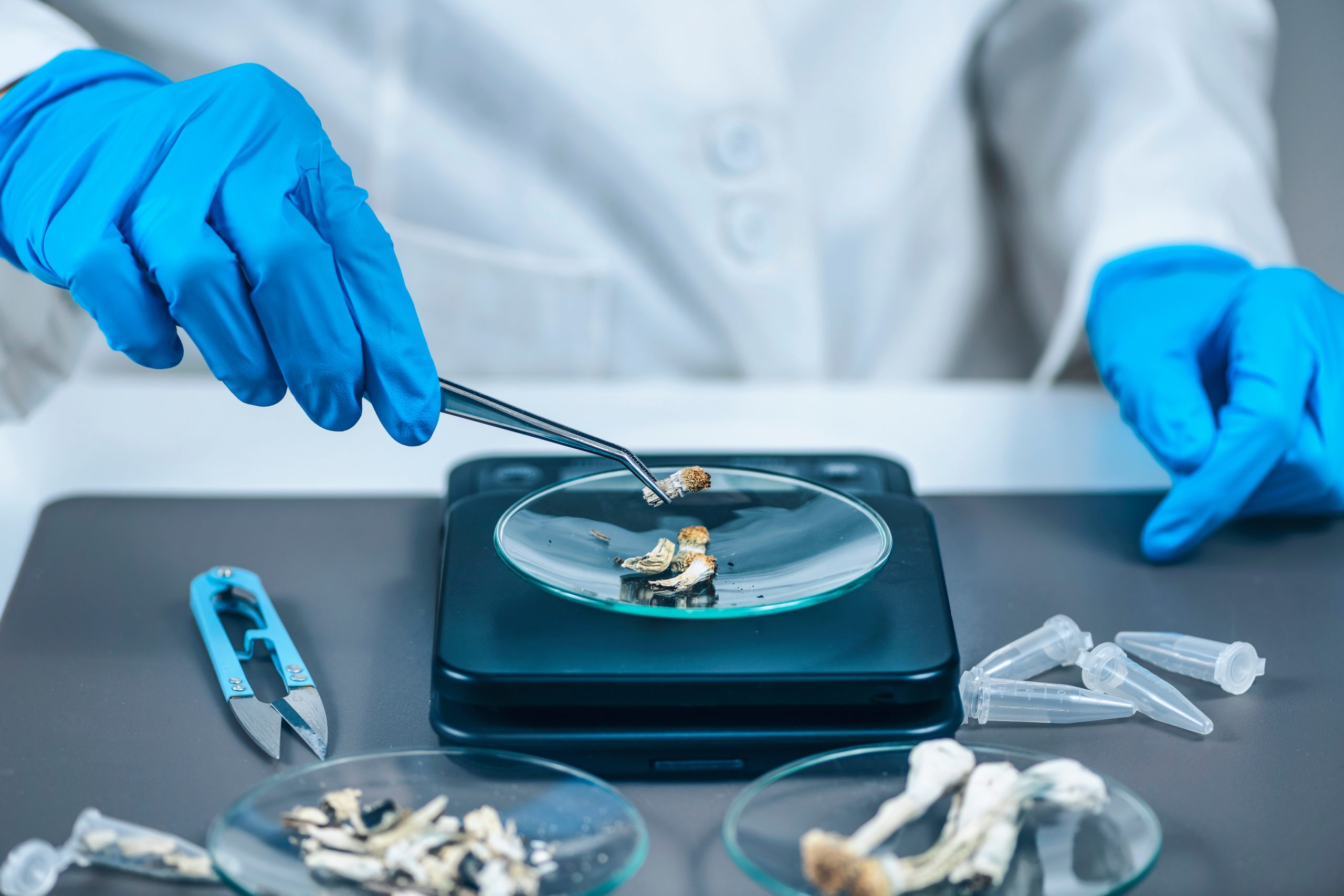 Psilocine : du trip hallucinogène à la machine à remonter le temps cellulaire